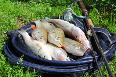 Fishing catch - zander, chub and perch clipart
