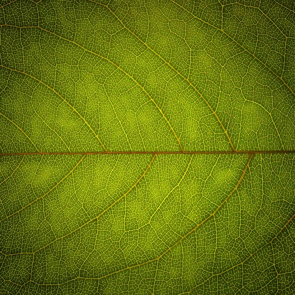 Zelená listová textury na pozadí — Stock fotografie