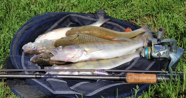 Рыболовный улов на траве и рыболовных снастях — стоковое фото