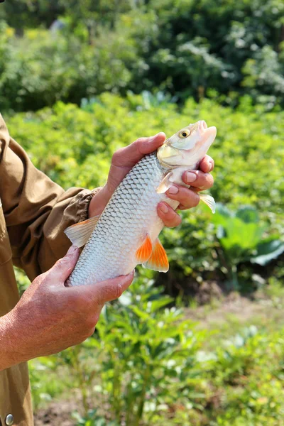 Chub in the hand of fisherman over green background — Stock Photo, Image