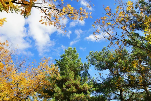 Chute des cimes des arbres en automne — Photo