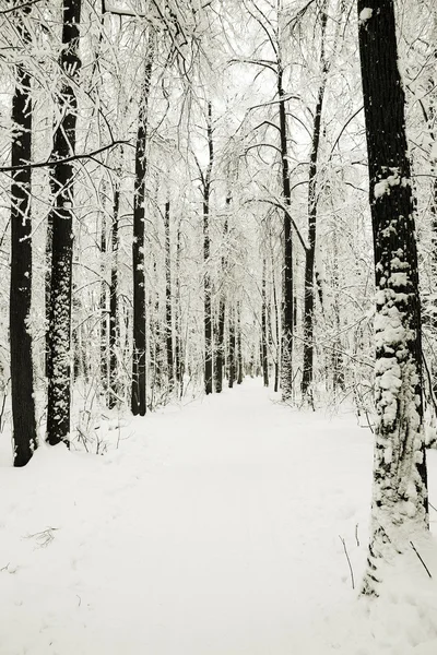 Route dans le parc d'hiver dans la neige — Photo