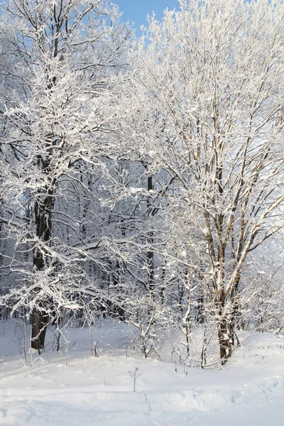 Zonlicht winter park in sneeuw — Stockfoto