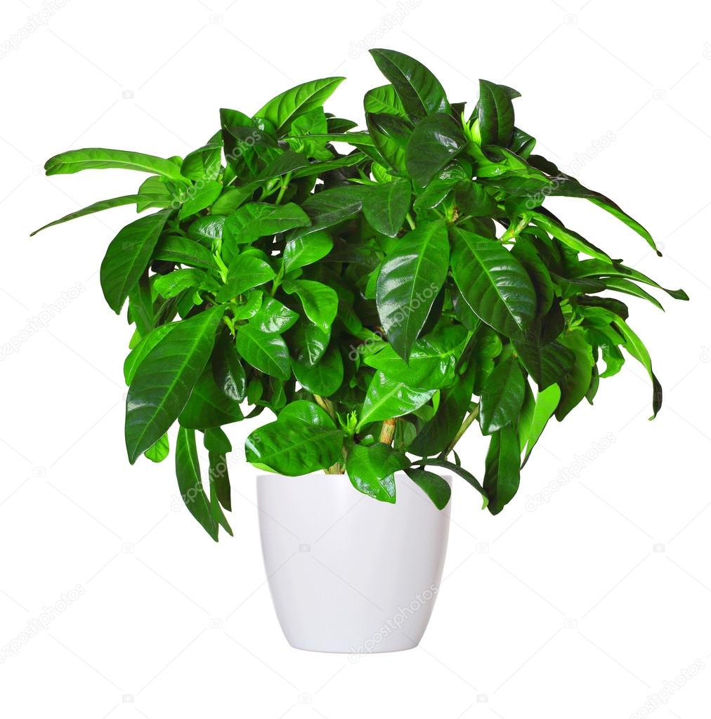 sprout of gardenia a potted plant isolated over white