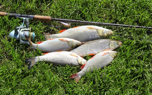 Połowów rybackich na trawie i narzędzi połowowych — Zdjęcie stockowe