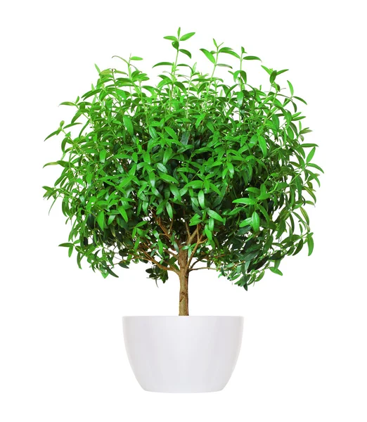 観葉植物 - ヤン マートル白で分離された鉢植え — ストック写真