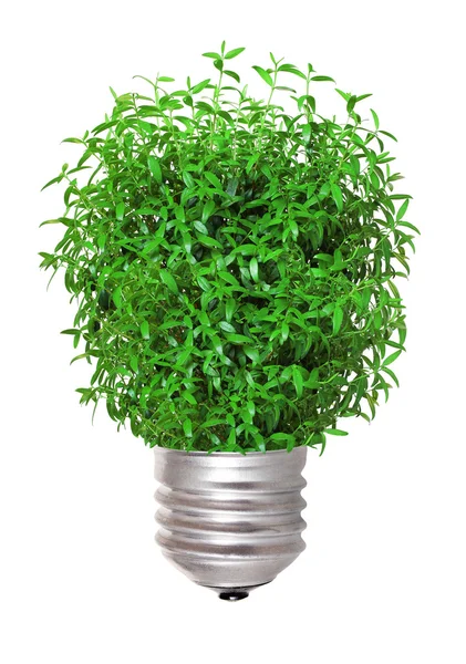 Tree growing from the base of the light bulb — Stock Photo, Image