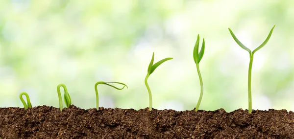 Planten die groeien uit bodem - plant vooruitgang — Stockfoto