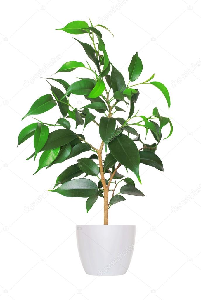 Houseplant - yang sprout of ficus a potted plant isolated over w