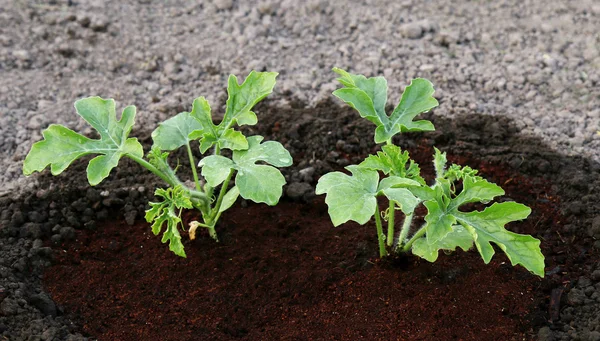 Kleiner grüner Sämling in der Erde — Stockfoto