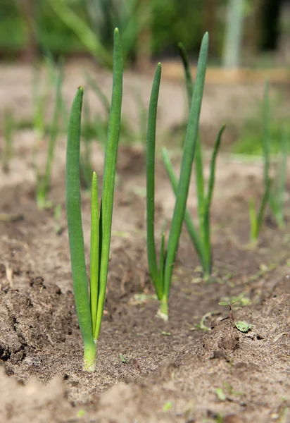 Close-up of the onion plantation — Stock Photo, Image