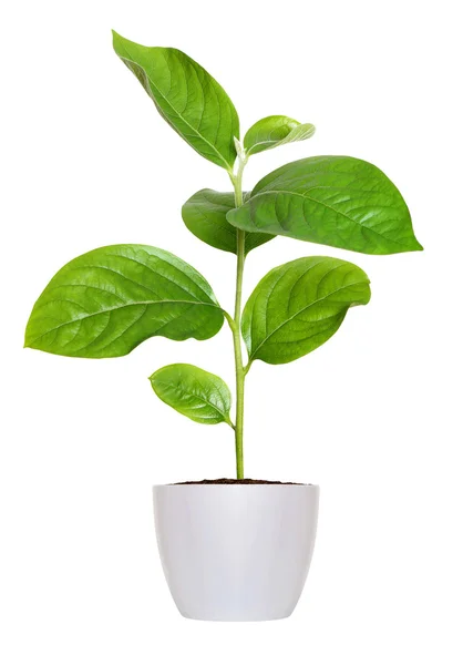 Kleine groene zaailing in een bloempot geïsoleerd over Wit — Stockfoto