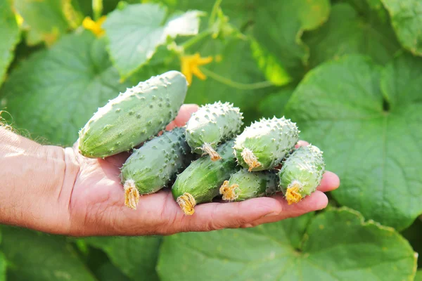 Several sunlight fresh cucumbers in a hand of farmer — Stock Photo, Image