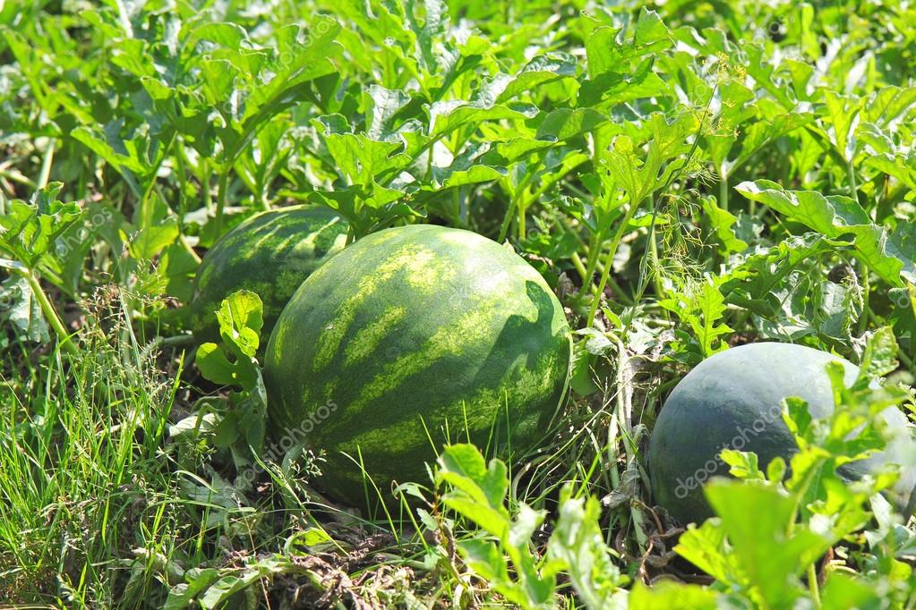 Дыня на грядке. Как вырастить арбуз в огороде. Как вырастить арбуз в огороде. Бахча растения. Арбуз медовое чудо f1 (4шт).