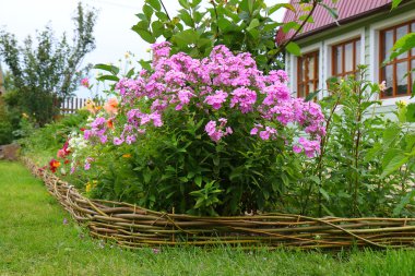 Phlox paniculata (Bahçe phlox) çiçek 