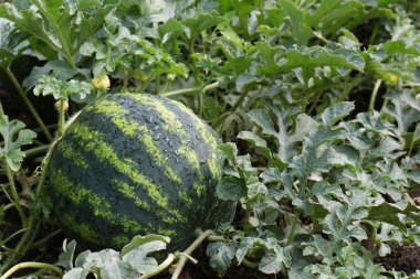 yağmur sonrası Mellon su