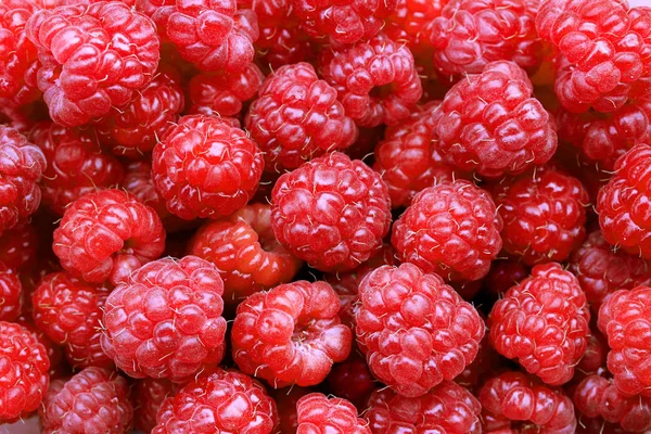 Uma bela seleção de framboesas vermelhas maduras recém-colhidas. — Fotografia de Stock