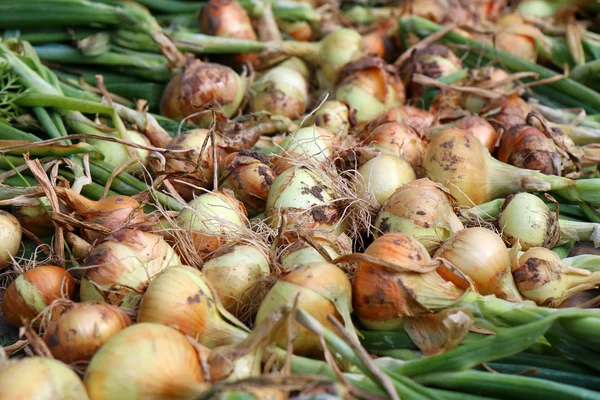 Cebola fresca — Fotografia de Stock