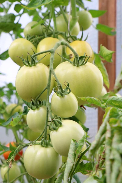花园里的绿色西红柿 — 图库照片