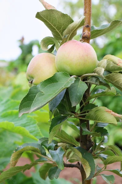 Manzanas verdes maduras frescas en el árbol en el jardín de verano — Foto de Stock