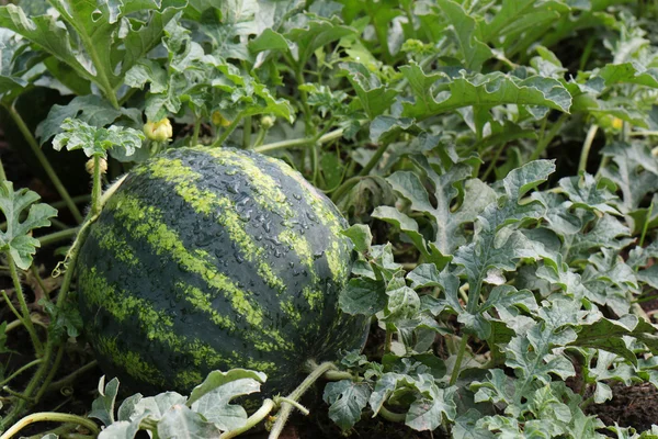 Water mellon after rain — Stock Photo, Image