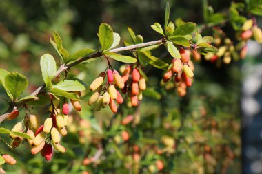 yakın bir kızamık (berberis amurensis up)