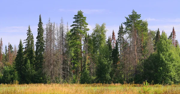 Vid skogsbrynet med döda träd — Stockfoto