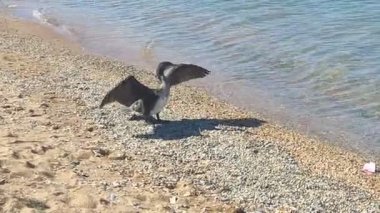 Karabataklar karabatak ailesinin bir deniz kuşudur. Tropikal ve ılıman iklimlerde büyük biyolojik çeşitlilikle tüm dünyaya yayıldı..