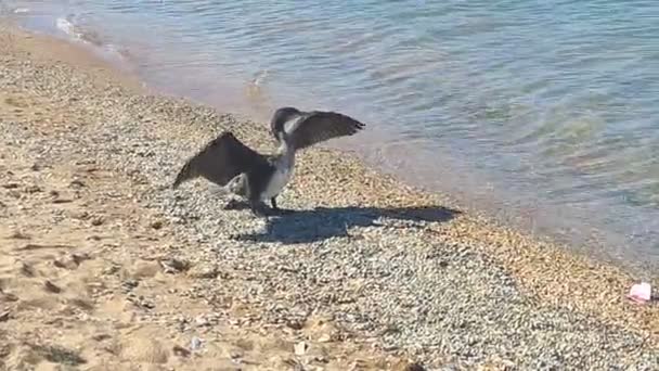 Cormorani Sono Genere Uccelli Marini Della Famiglia Dei Cormorani Ampiamente — Video Stock