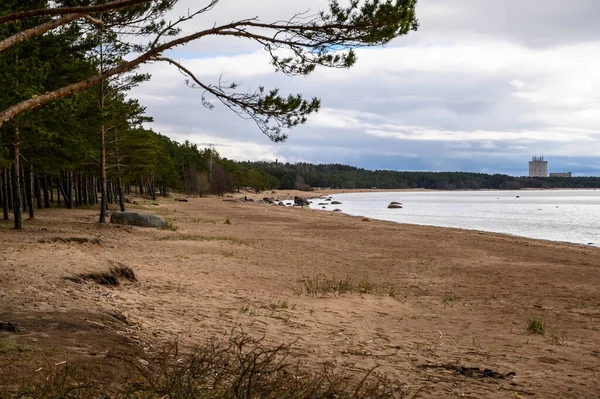 Gránit sziklák a Finn-öbölben. felhős, borús nap. fenyőfák a tengerparton. — Stock Fotó