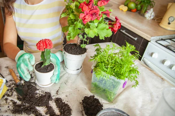 Jardineiro plantar transplante de cacto à mesa em casa — Fotografia de Stock