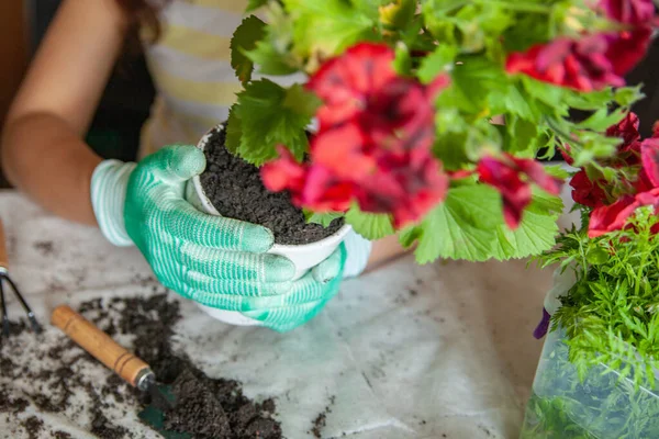 Cultivar la jardinería mujer en la mesa en casa — Foto de Stock