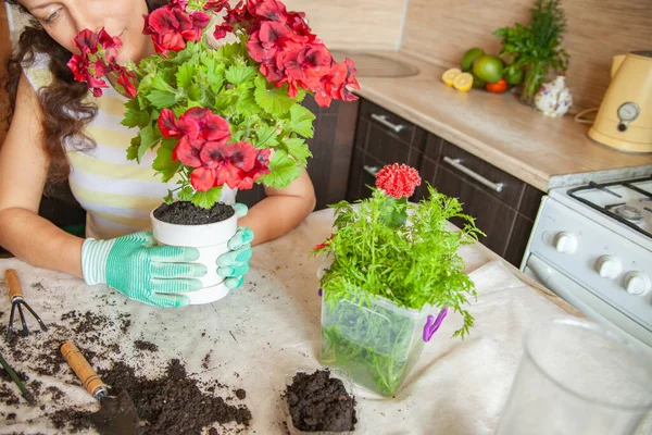 Cultivar la jardinería mujer en la mesa en casa Fotos de stock
