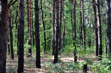 Bir orman manzarası.