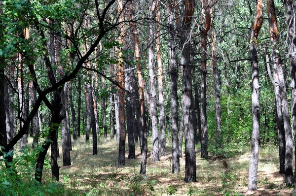 Vista de un bosque. —  Fotos de Stock