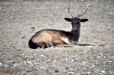 Animal.Deer.