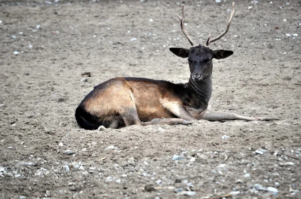 Animal.Deer. — Stock Photo, Image