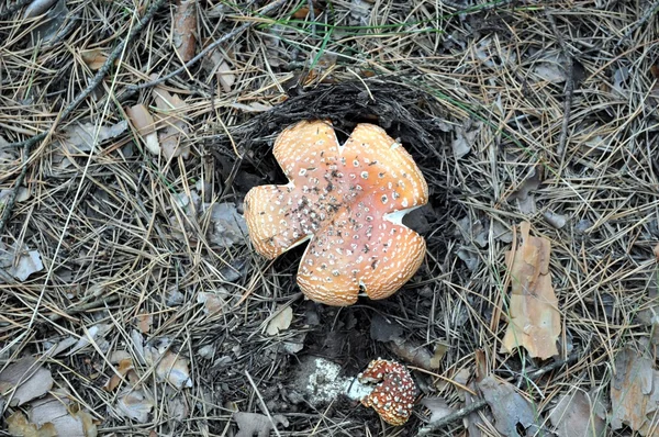 Mushroom — Stock Photo, Image