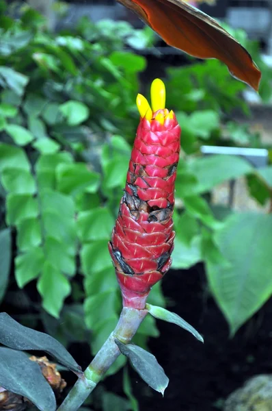 Einige Blumen aus tropischen. — Stockfoto