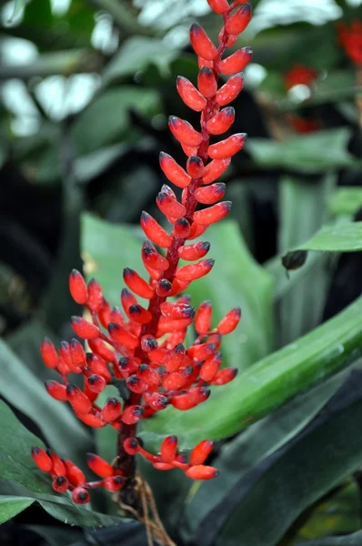 Sommige bloem van tropic — Stockfoto