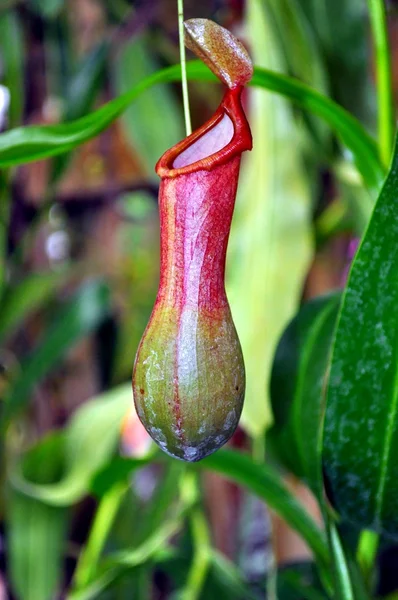 Une fleur du tropique — Photo