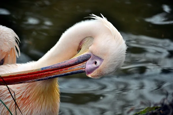 Vögel. Vögel auf einem Fluss . — Stockfoto