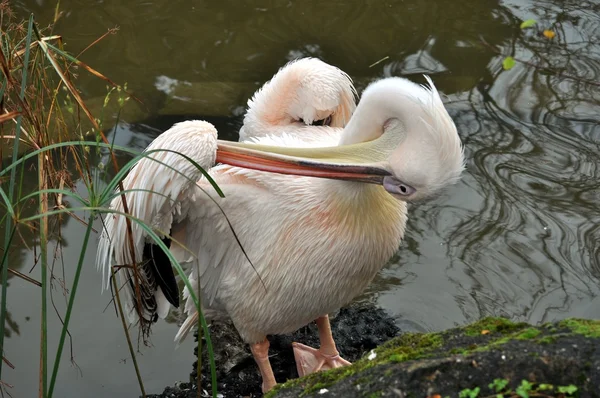 Vögel. Vögel auf einem Fluss . — Stockfoto