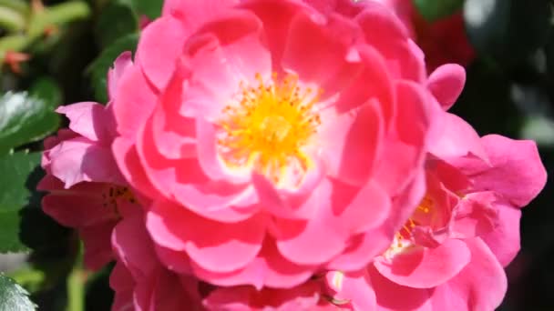The Rose . Flower . — Stock Video