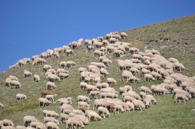 Dağlardaki koyunlar 