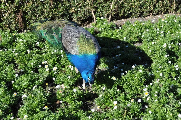 Paon Dans Parc — Photo