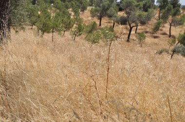 Some park in summer time in Spain 