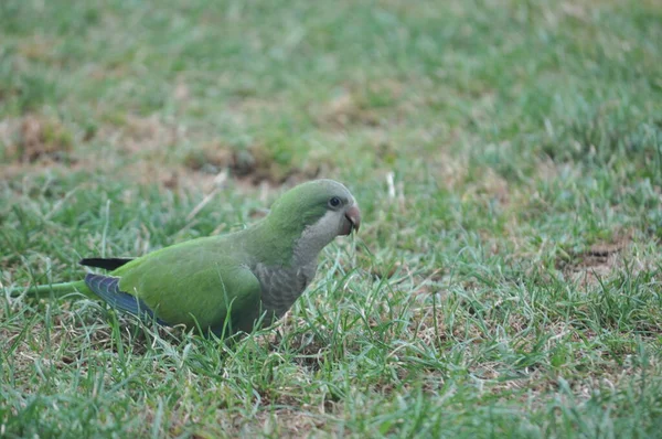 Parrot Park — 스톡 사진