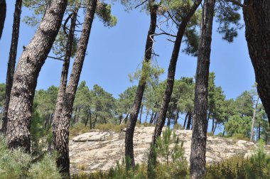 The forest  in summer  time . 