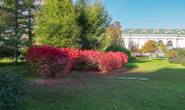 Moskova 'da sonbaharda Alexander Garden' da parlak kırmızı öonymus çalıları